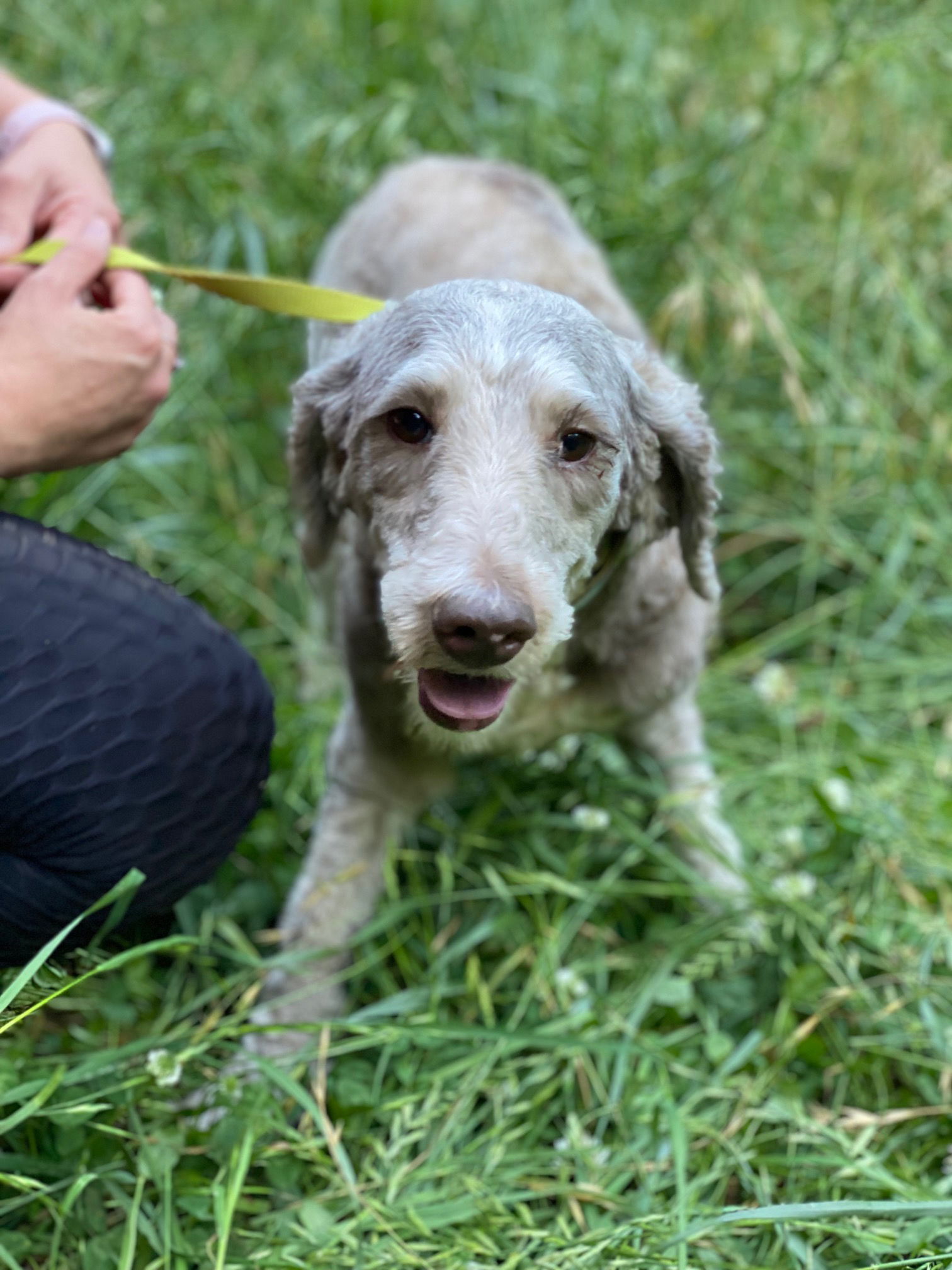 adoptable Dog in Winder, GA named Sterling