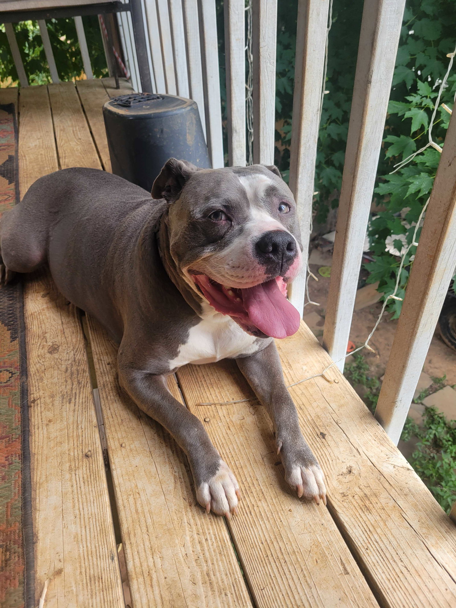 Dog for Adoption Blue, a American Pit Bull Terrier in Jonesboro, GA