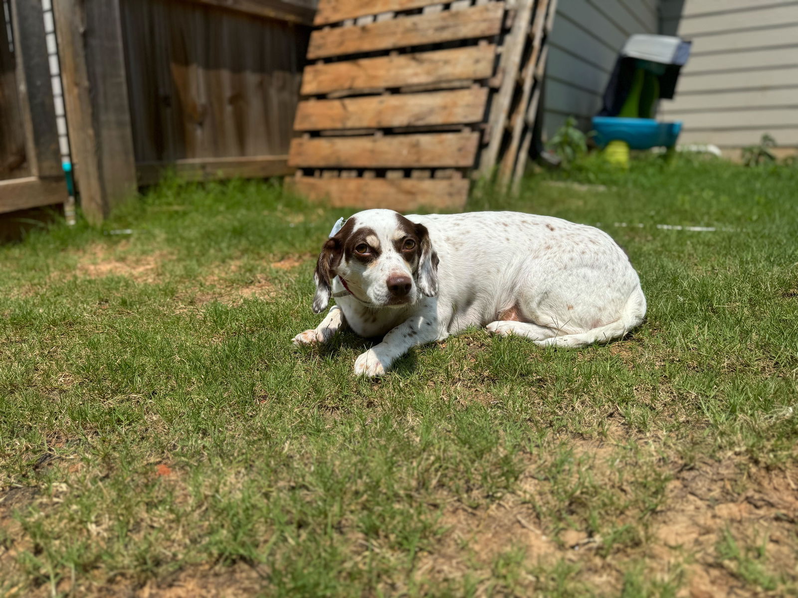 adoptable Dog in Winder, GA named Sammy