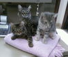 Three Little Kittens Who Lost Their Mittens