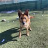 adoptable Dog in , NJ named Lilly