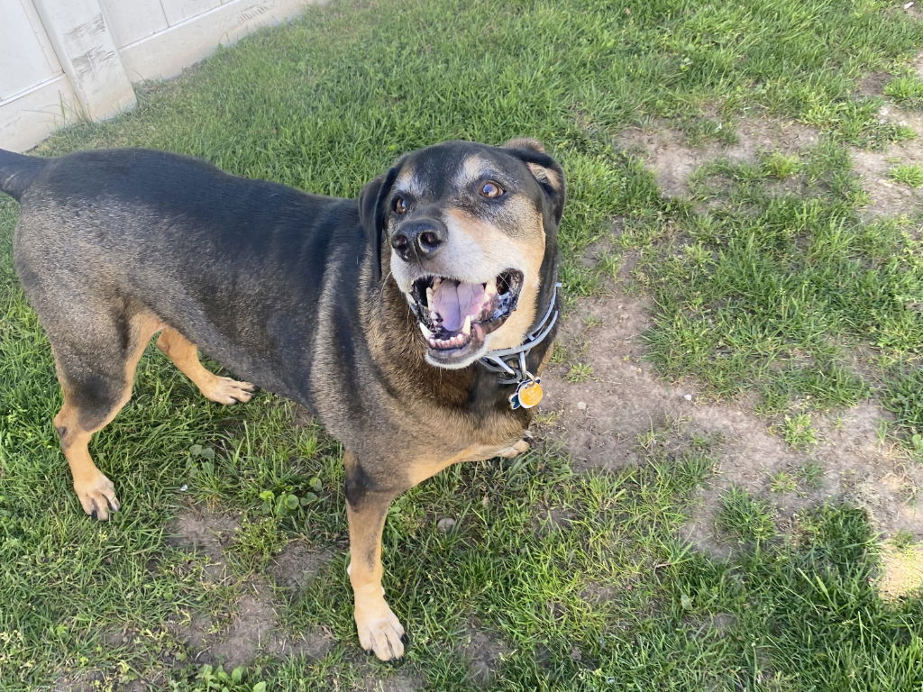 Dog for Adoption - Barkley, a German Shepherd Dog in Oakland, NJ ...