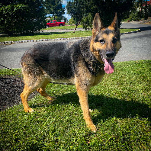 JASPER - German Shepherd Dog available for adoption