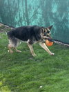 Jasper - Photo 8