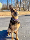Jasper - Photo 1
