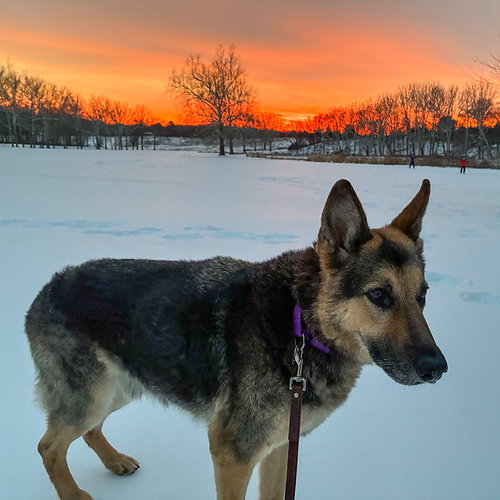 Jasper, photo 4