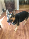 Jasper - Photo 6