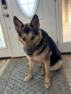 Jasper - Photo 7