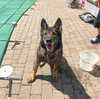 adoptable Dog in  named Rocky
