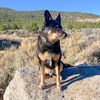 adoptable Dog in  named Grainger