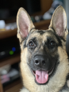 adoptable Dog in , NJ named Obi