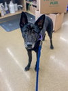 Jett - Photo 7