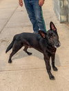 Jett - Photo 1
