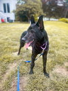 Jett - Photo 3