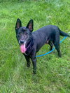Jett - Photo 6