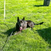 Jett - Photo 5