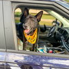 Jett - Photo 4