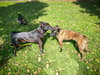 Jett - Photo 2