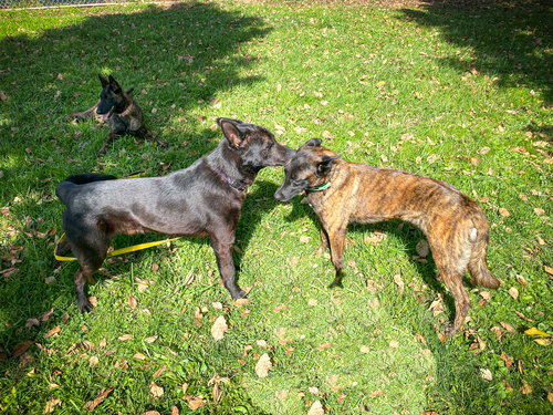 JETT - Dutch Shepherd / German Shepherd Dog available for adoption