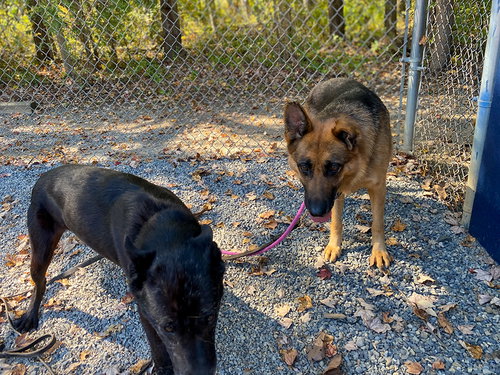 JEWEL - German Shepherd Dog available for adoption