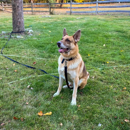JOKER (WITH HARLEY) - German Shepherd Dog available for adoption
