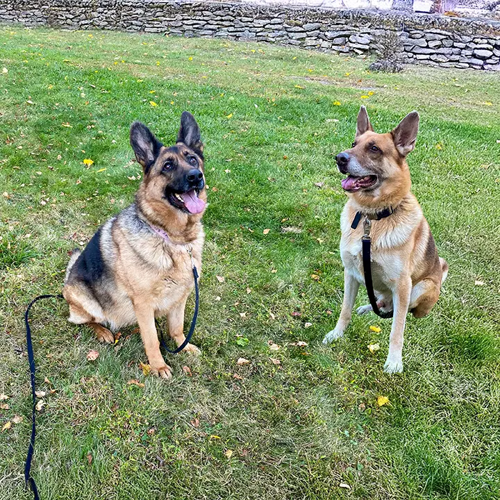 Harley With Joker - German Shepherd Dog