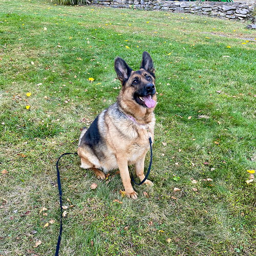 HARLEY (WITH JOKER) - German Shepherd Dog available for adoption