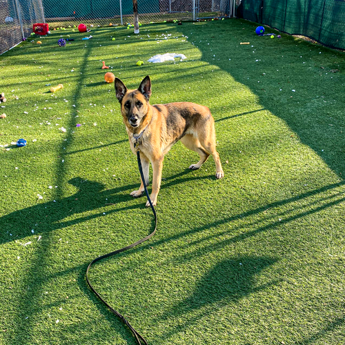 picture of the dog needing adoption