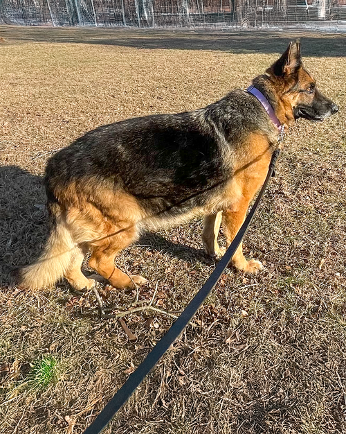 picture of the dog needing adoption