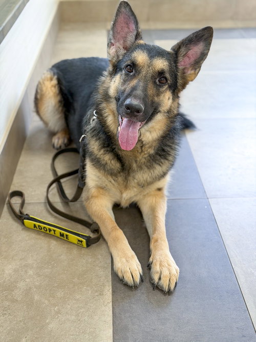 Bella, an adoptable German Shepherd Dog in Millburn, NJ