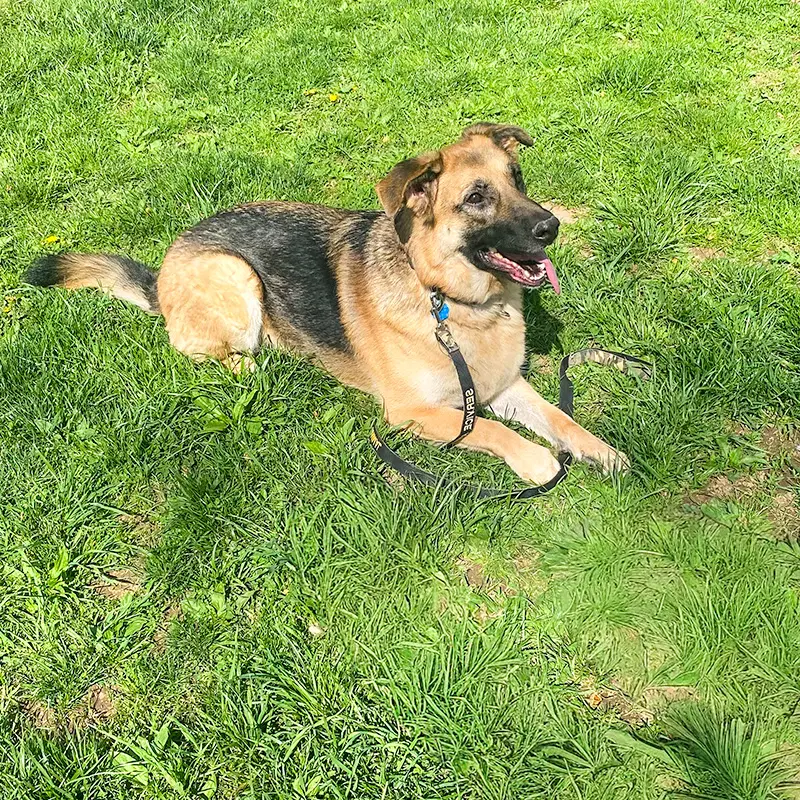 Maya - German Shepherd Dog