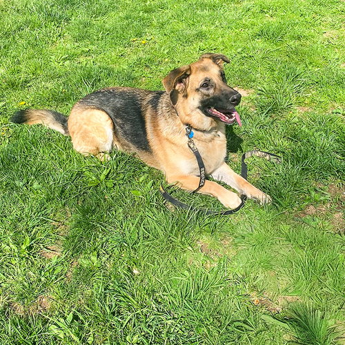 Maya, an adoptable German Shepherd Dog in Millburn, NJ
