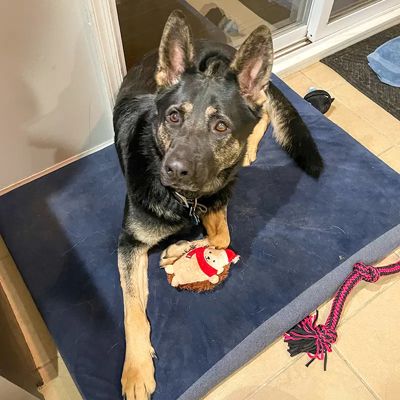 Vader - German Shepherd Dog