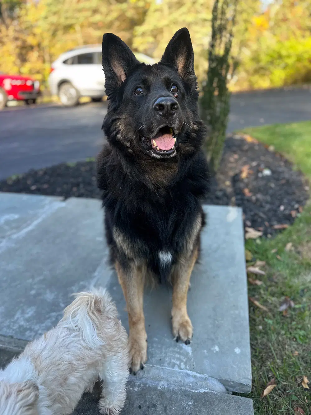 Rocco image 2