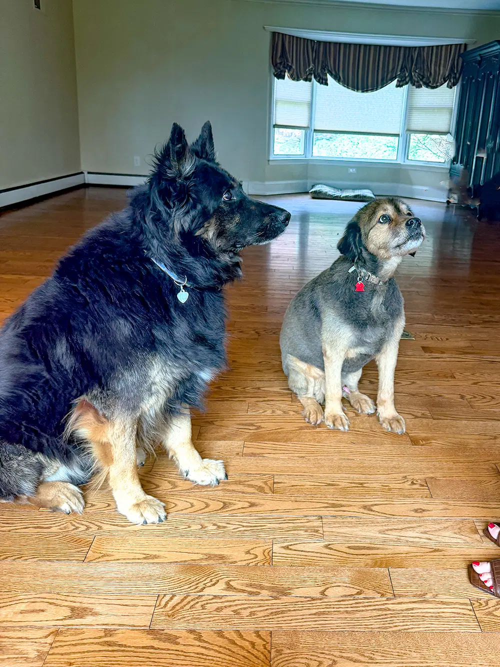 Rocco image 3