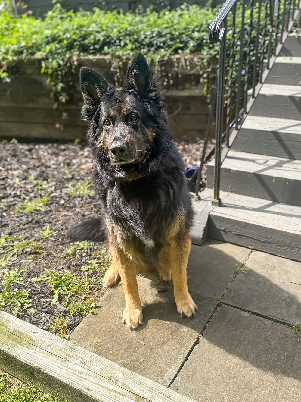 Rocco image 4