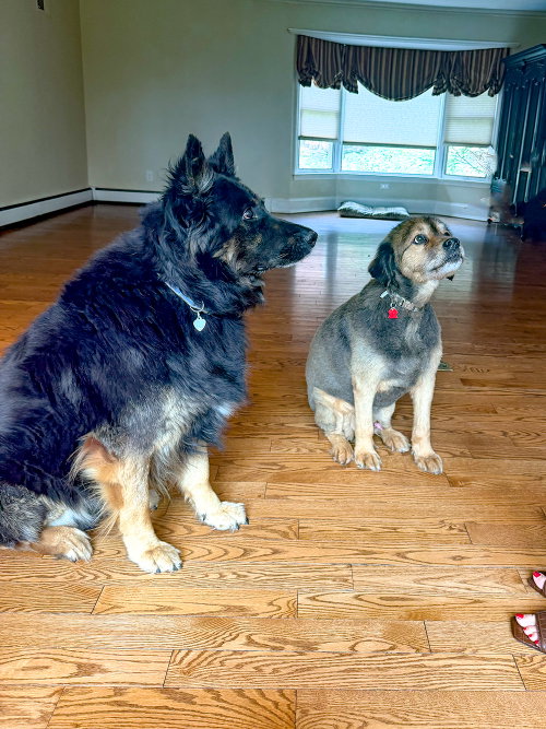 Rocco, photo 6