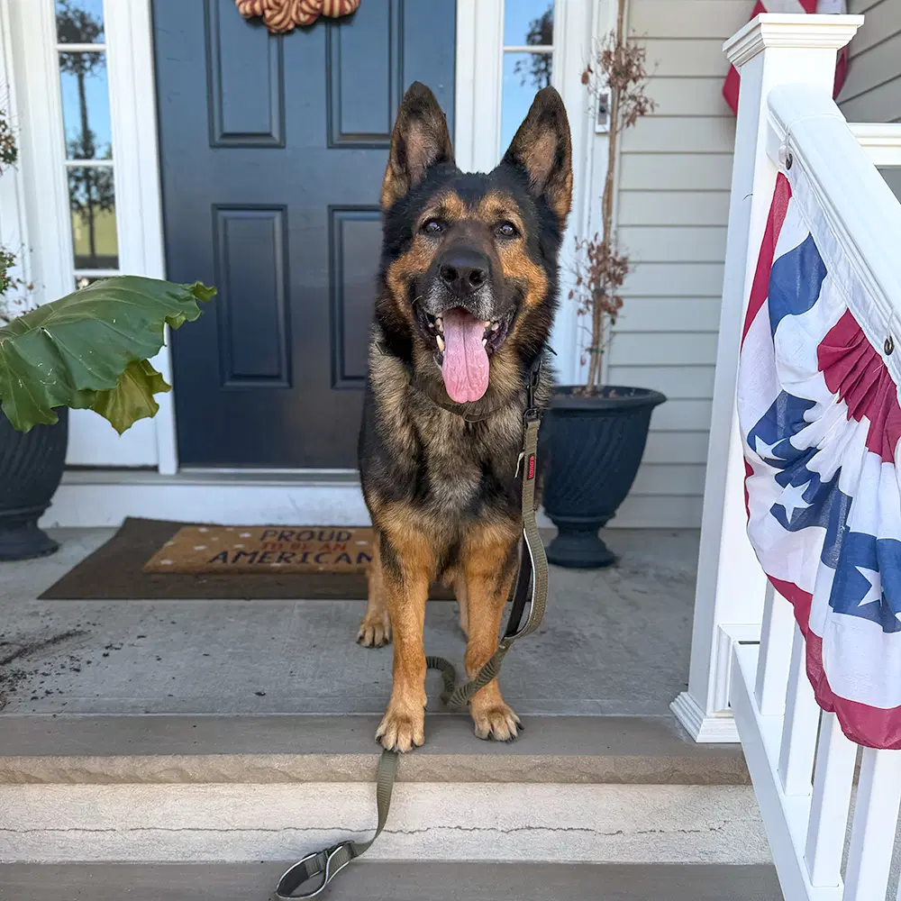 Rambo - German Shepherd Dog
