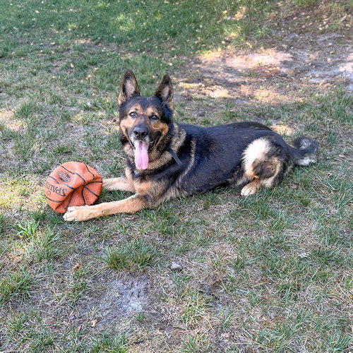 Rambo photo 2