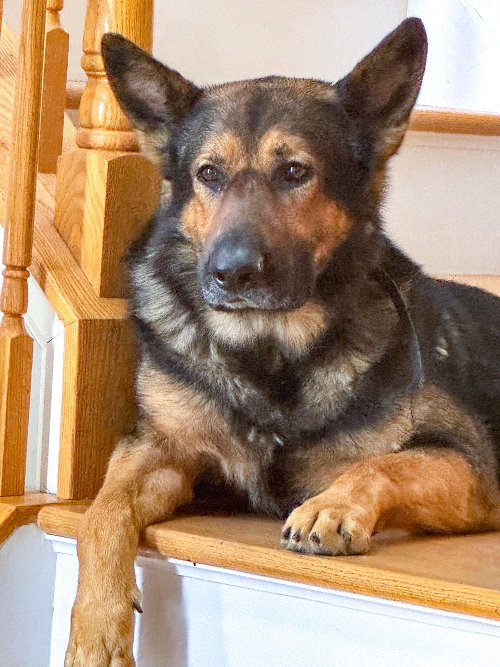Rambo photo 4