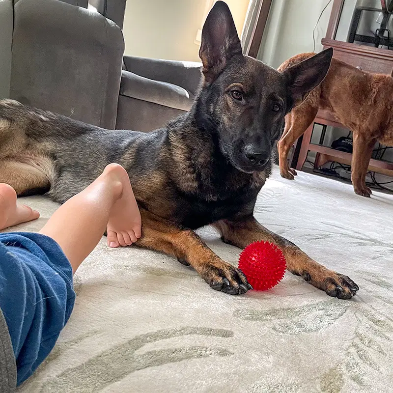 Kota - German Shepherd Dog