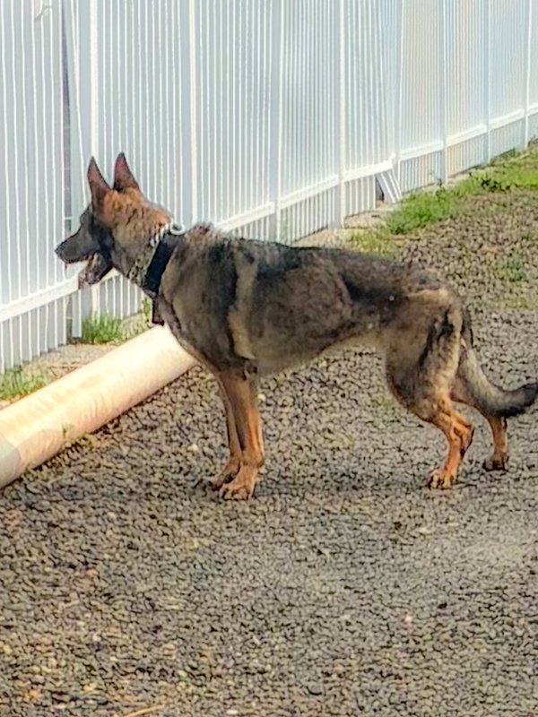 Kota