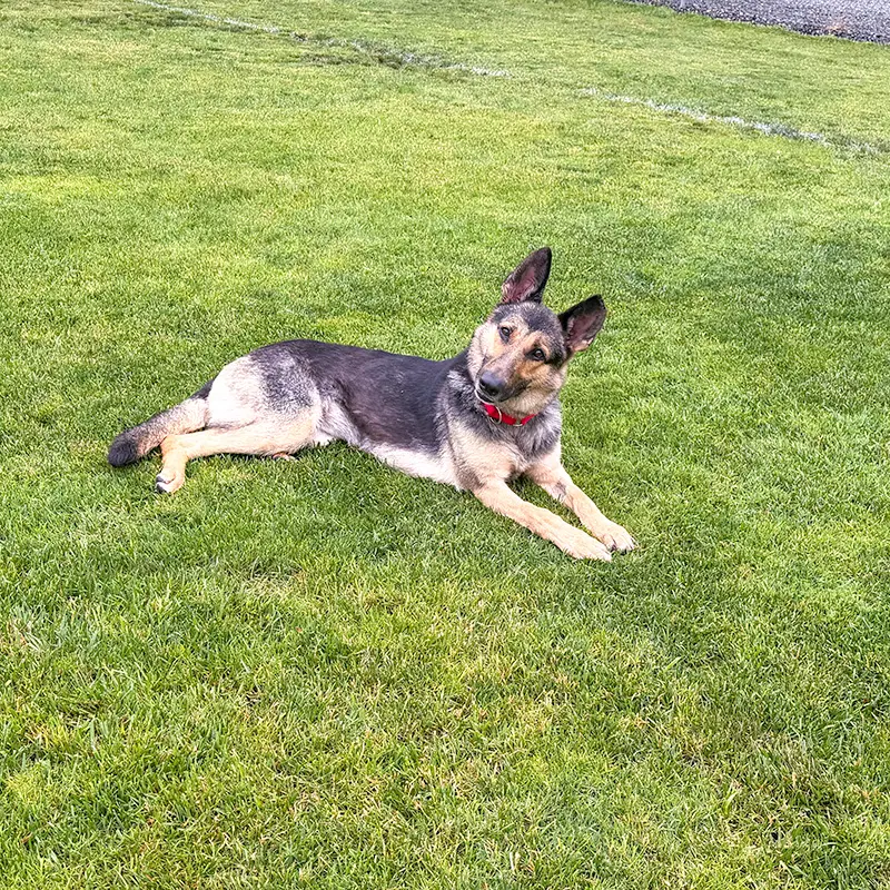 Klara - German Shepherd Dog