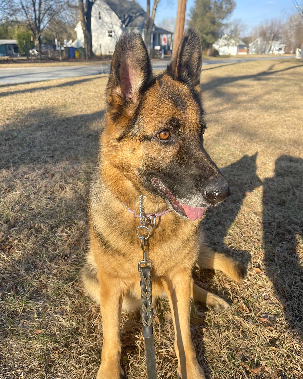 Sadie, German Shepherd Dog