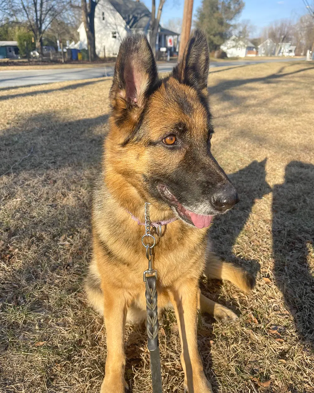 Sadie image 1