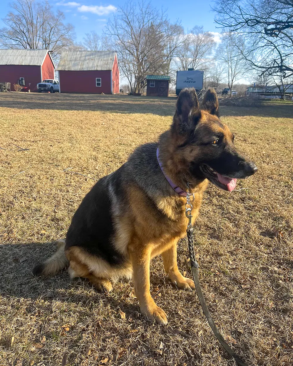 Sadie image 2