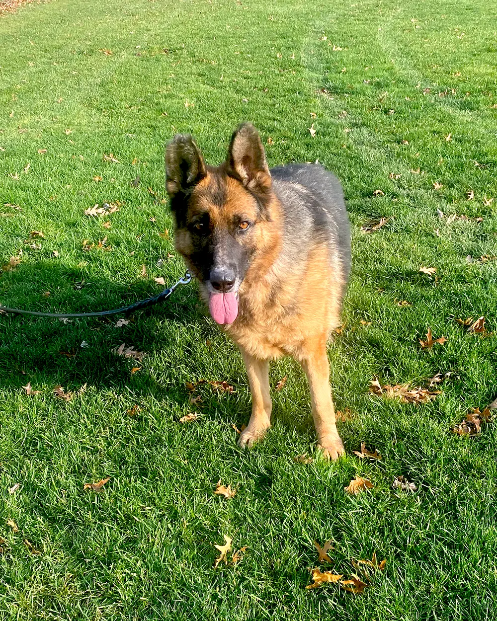 Sadie image 3