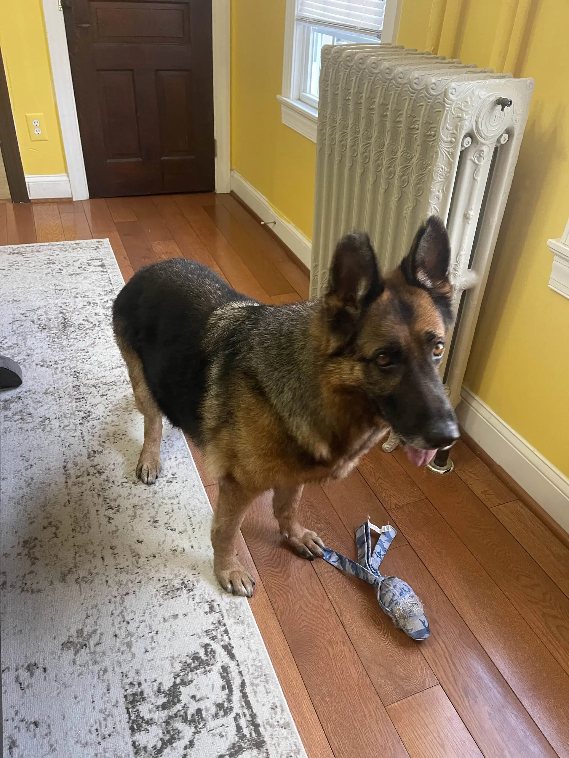 Sadie image 4