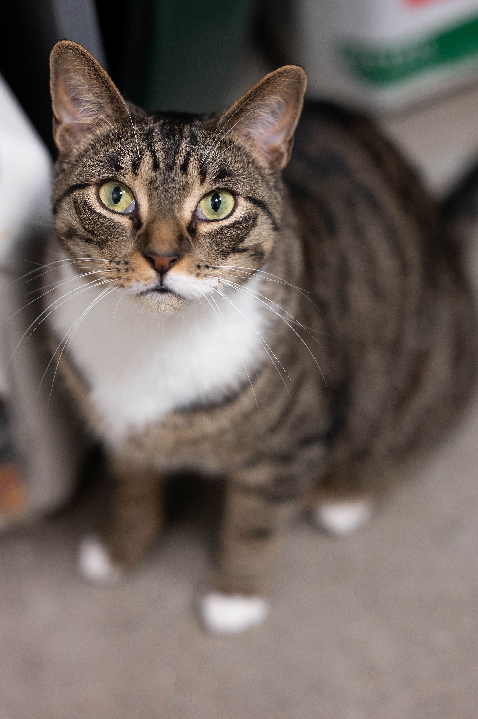 adoptable Cat in Prosper, TX named Basil