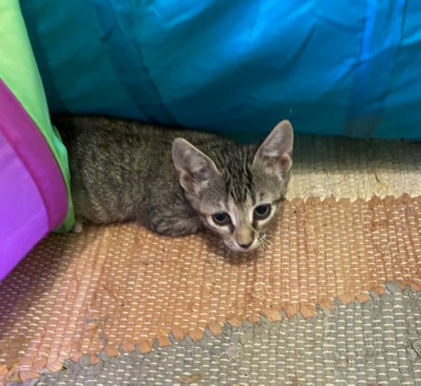Lady Kat